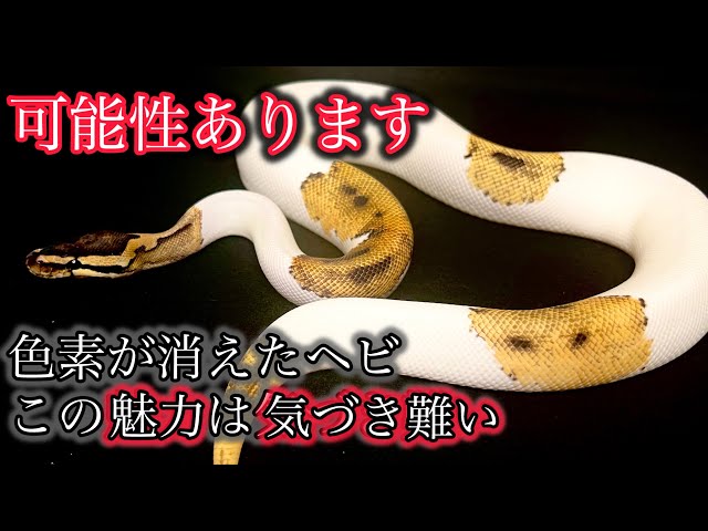 The Potential of Piebald: The True Appeal of the Snake That Lost Its Color (Even Experts Don't Kn...