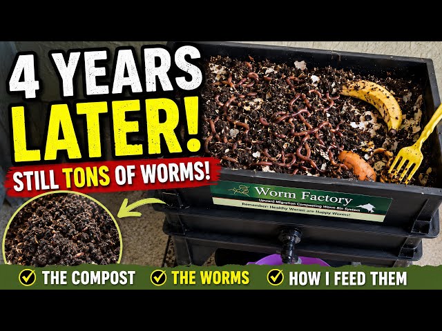 What Really Happens to a Worm Factory After 4 Years?