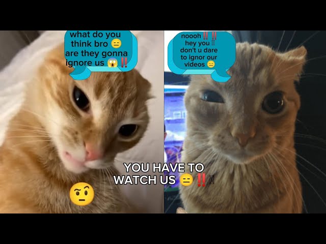 CATS PEAK FUNNIEST MOMENTS 🤣🔥#shorts #funnycats 