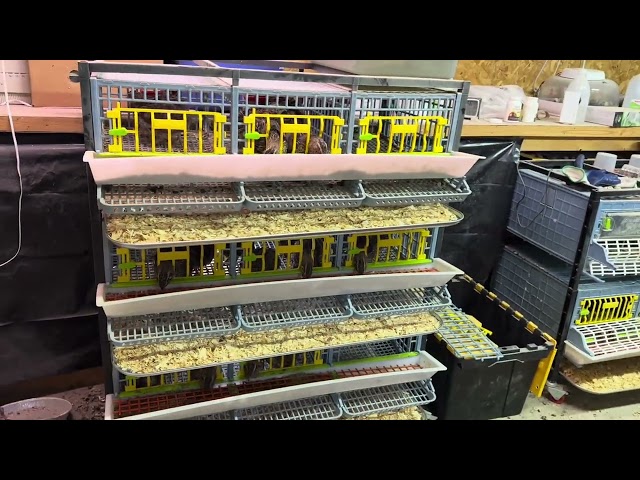 Sexing Quail, Broken Cage Doors & Separating Males | Quail Log Oct 28, 2023 [TBT]