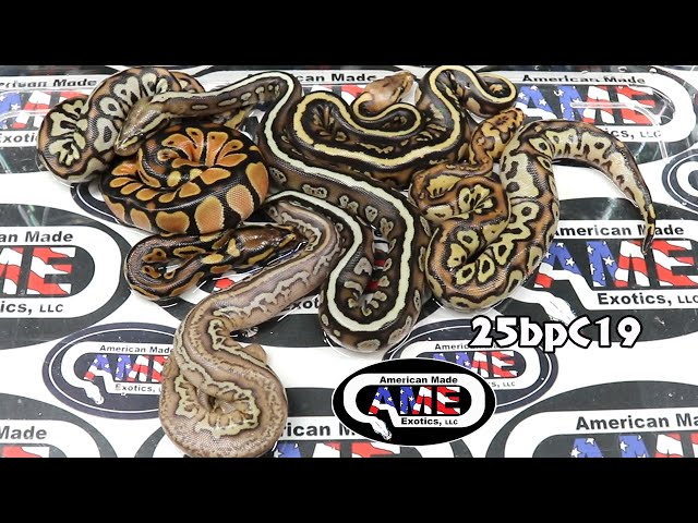 25bpC19  fm OD Spotnose Fire Het Clown x m Clown Stranger Lesser