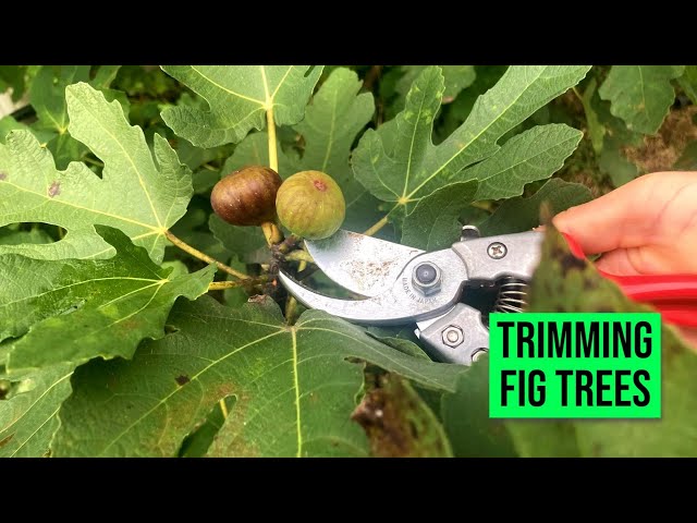 Q: "When Can I Cut Back my Fig Tree?" Don't Miss this Important Pruning Tip