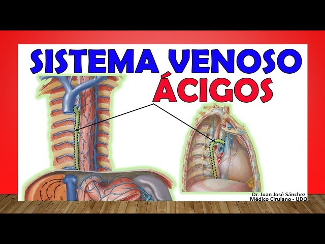 🥇 Azygos Venous System. Simple and Easy Anatomy