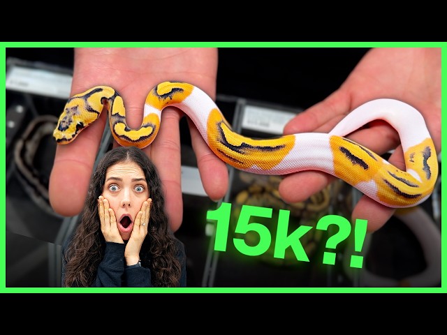I found a $25,000 SNAKE?! | Southeast Reptile Expo 2026