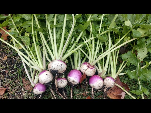 Growing Turnips: Easy, Delicious, and Worth a Shot