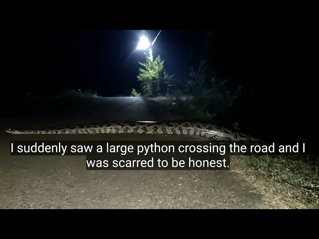 Giant Snake | Indian Stone Python | Viral Video | Massive Python spotted in Ballito