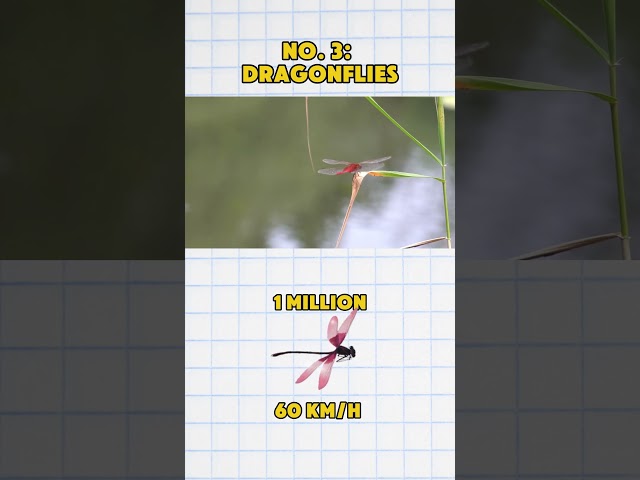 TOP 5 Most Populous Animals On The Planet. GET READYYY  #quickknowledge #wildlife #sardine #tuna