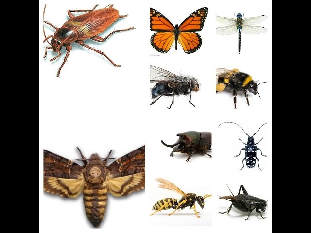 Insect Sounds Compilation (19 insects)