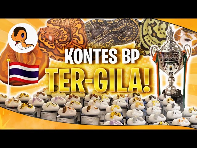Kontes BP Paling GILA di Dunia!! Puas Banget Liat Morph Kelas Dunia!