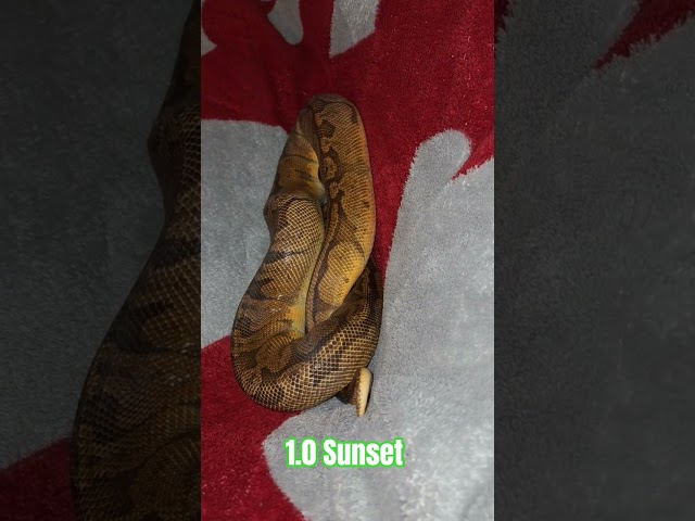 1.0 Sunset #sunset #snake #shortsviral #viral #reptiles #shortvideos #python #viralvideos #shorts