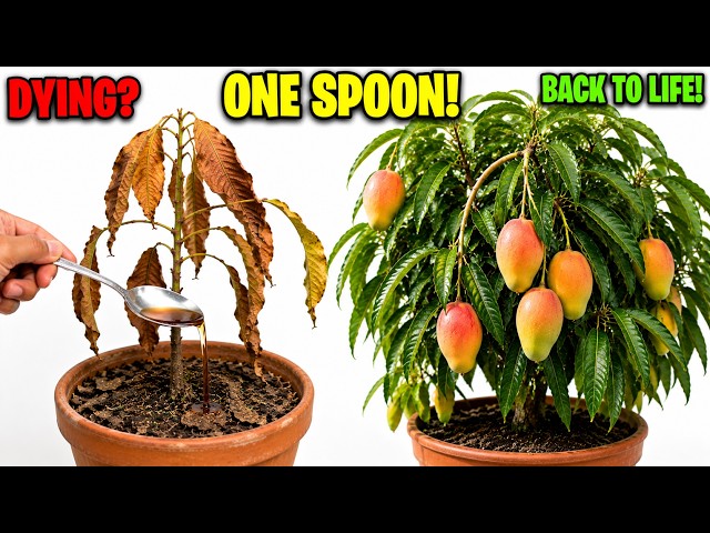 Don't Cut Down Your Dying Mango Tree! Do This One Spoon Trick and Save It Instantly
