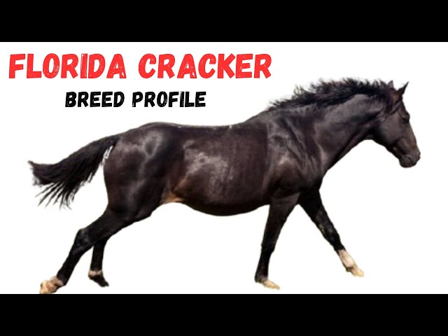 Florida Cracker Horse Breed Profile History - Price - Characteristics - Training - Grooming