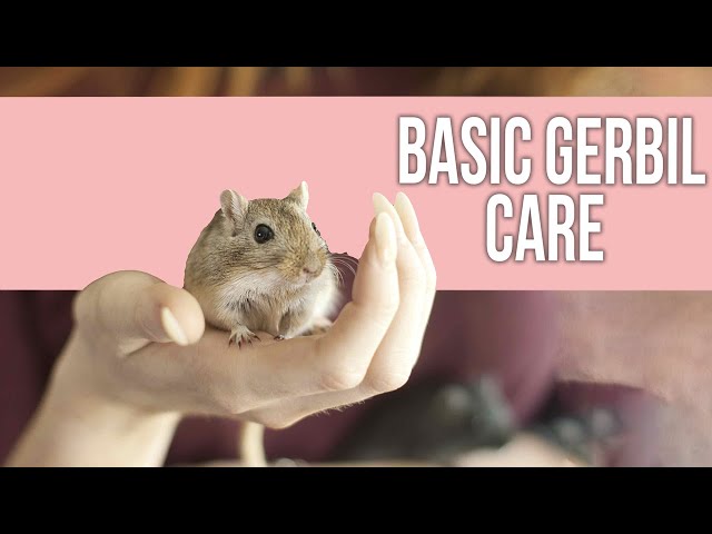 Basic Gerbil Care Guide for Beginners