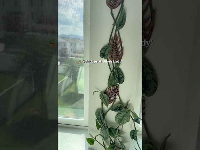 Find this wall trellis from treleaf & use code “MARIAHGROWS” for 10% off