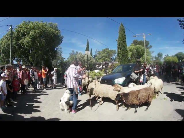 Transhumance des garrigues - Nîmes 2017