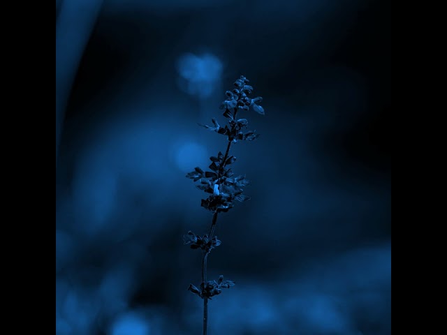 STORMS
