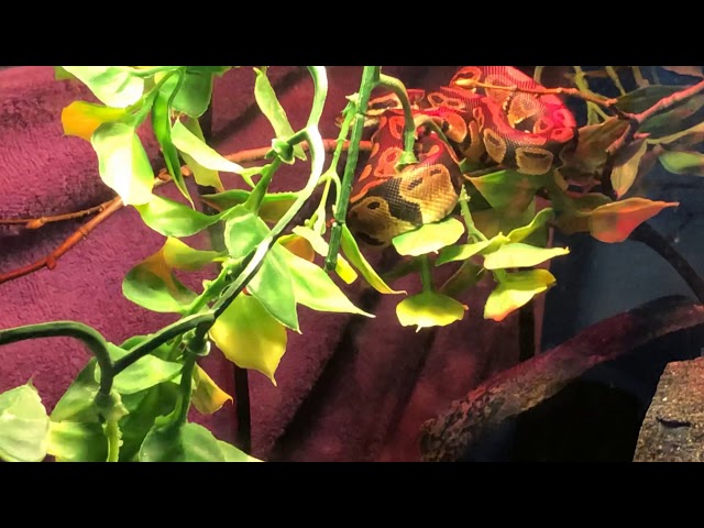 40 Gallon 100% Het Albino Ball Python Setup