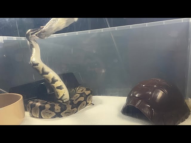 SUSHI | Pastel Enchi Het Clown Royal / Ball Python | #feeding 💛🎬 (09.02.26)
