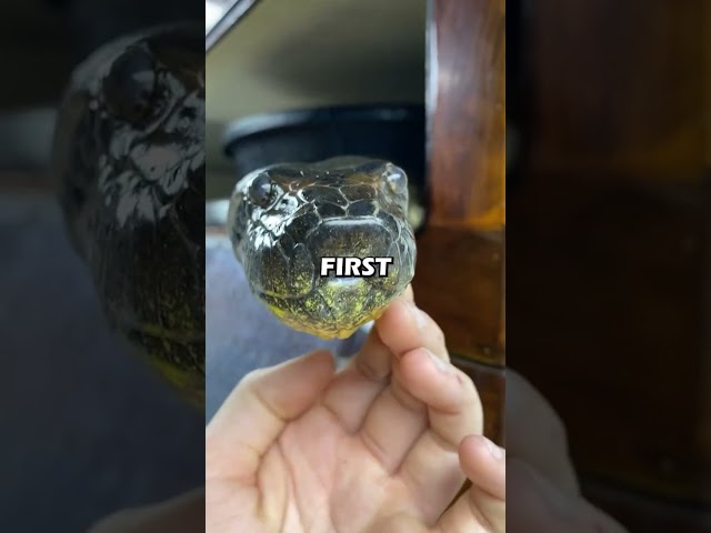 This Family Adopted a Python, and It Didn’t End Well...