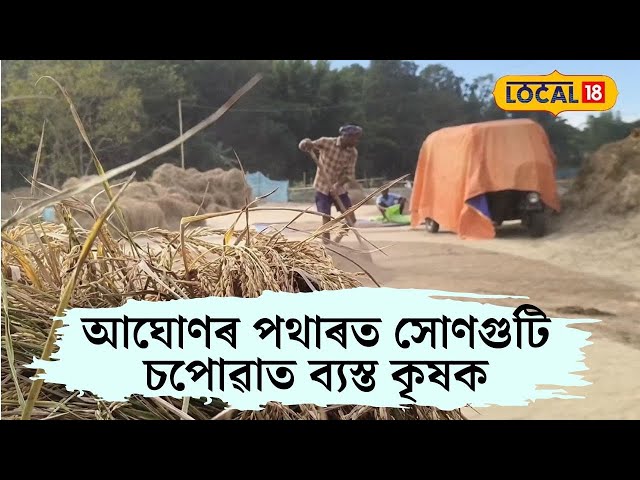 SILCHAR NEWS: আঘোণৰ পথাৰত সোণগুটি চপোৱাত ব্যস্ত কৃষক #local18