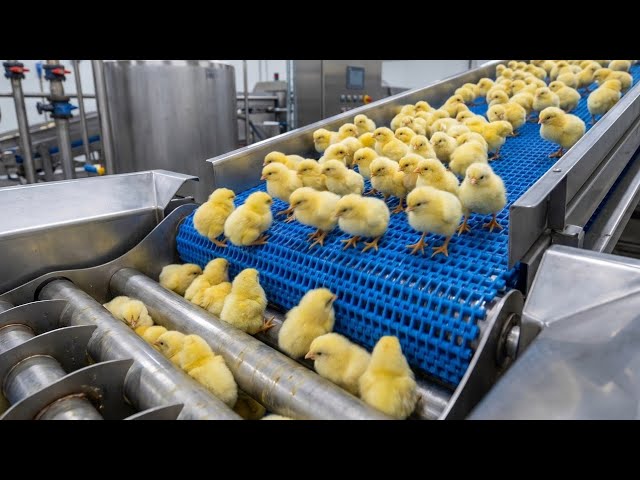 World's Largest Chicken Hatchery | Egg Incubation Technology & Broiler Raising Process
