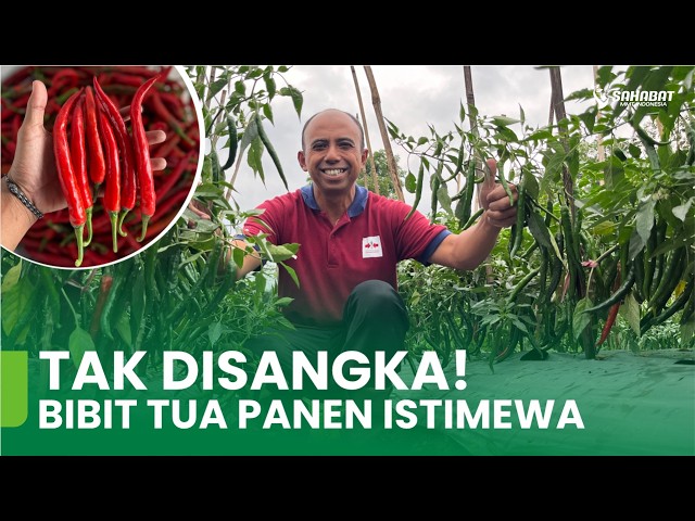 IT CAN STILL BE HEALED! HOW TO CARE FOR SLOW-GROWING CHILI PLANTS UNTIL THEY BEAR A LOT OF FRUIT.