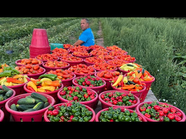 A VEGETABLE FARMERS AMAZING 2022 FROM PLANTING TO HARVEST