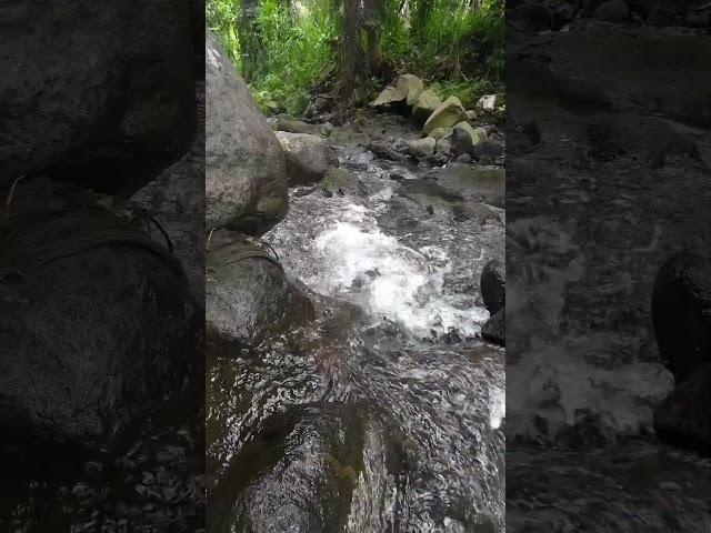 Calm Forest Stream 🌿 Gentle Water Flow for Relaxation #nature #calm #water #shorts