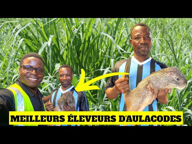 Raising grasscutters is more profitable than raising chickens.