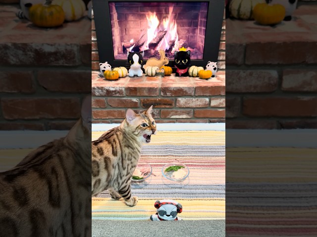 NON-STOP Holiday Chaos! Bima Cat BURIES Pie & Green Beans (UNHINGED) 😹 You won't believe it #shorts