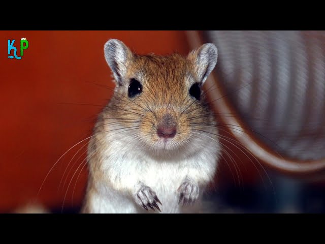 Top 10 facts about Gerbils you'll wish you'd known about sooner, Buying, Diet, Guide for Beginners