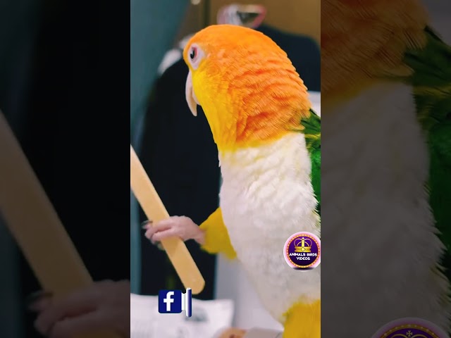 White-bellied Parrot 🦜 video #parrot #shorts @ParrotX2