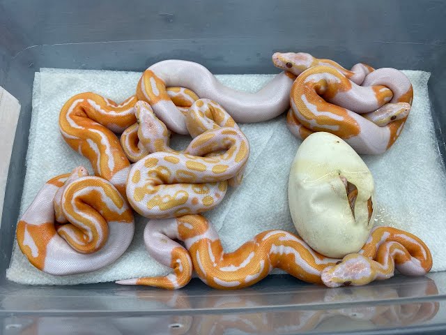 Egg-cutting, and some incredible odds on a Dreamsicle Ball Python Clutch!