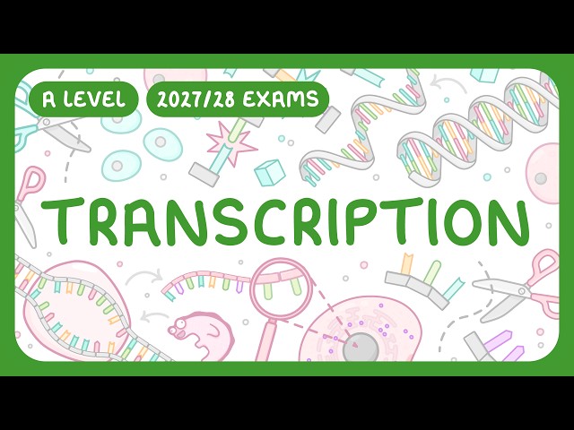 A-Level Biology - Transcription | Sense & Antisense Strands (2027/28 exams)