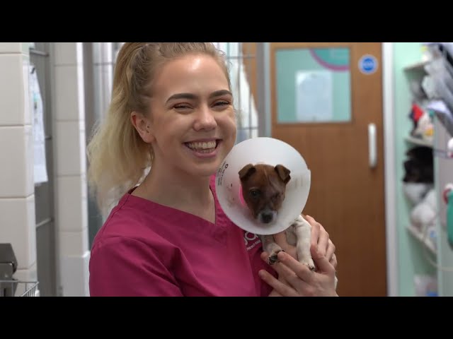 PDSA Graduate Programme | What’s it like?