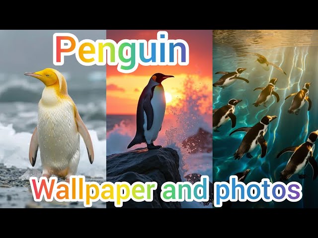 Penguin Wallpaper and photos 