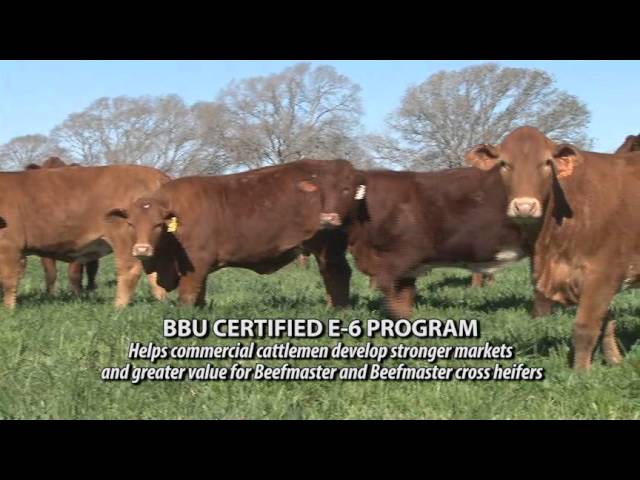 Beefmaster Breed Featured on The American Rancher