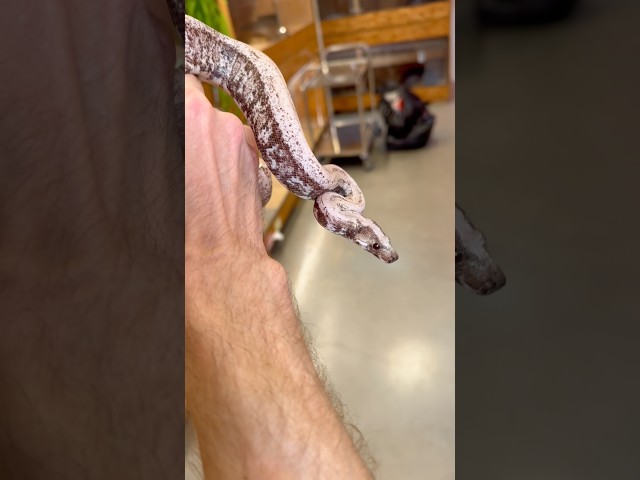 The 5-Gene Boa That's Pushing the Limits of Genetics #BoaGenetics #ReptileBreeding