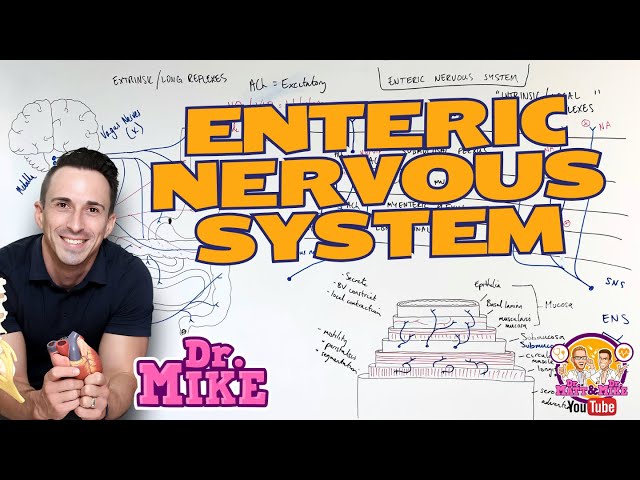Enteric Nervous System | Neural Regulation of the Digestive System