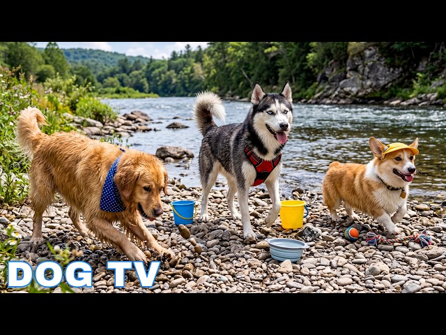 12 Hours of Dog TV for Dogs to Watch Relax 📺  Melodies helps Dogs Stop Destructive Chewing Behavior