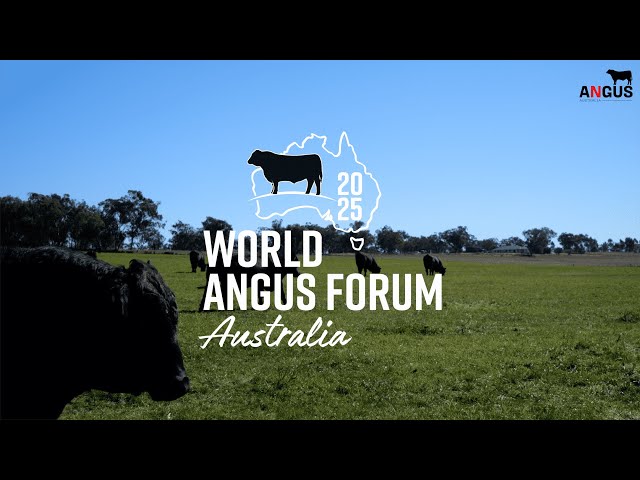 Come and see Angus cattle in Australia!