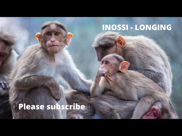 INOSSI - Longing ( Songs No Copyright ) FREE MUSIC - MUSIC NO COPYRIGHT
