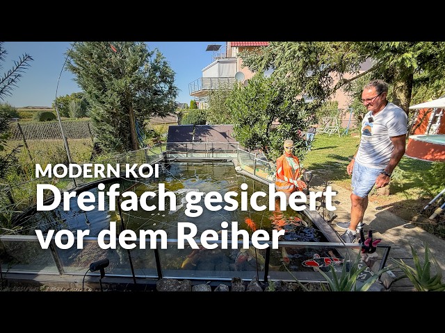 Lothar's 1.5-year-old 10,000l pond | Modern Koi Blog #8239