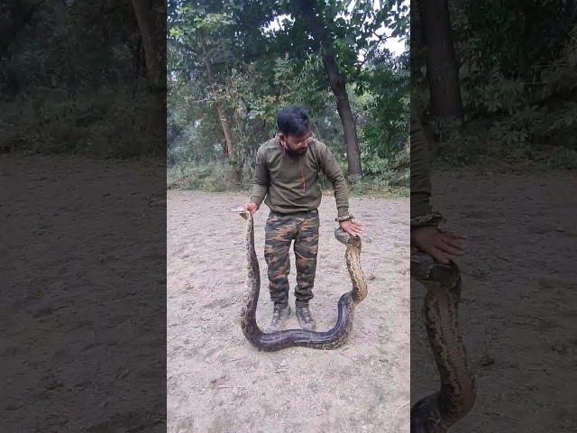 Big Size Burmese Python #shorts #youtubeshorts #viral #trending #snake