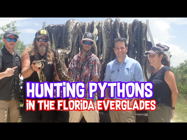 Hunting Pythons in The Everglades