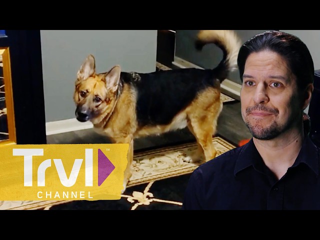 Pets vs Ghosts | Paranormal Caught on Camera | Travel Channel