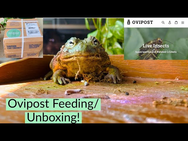 Feeding/Unboxing Ovipost Bugs For My Reptiles!