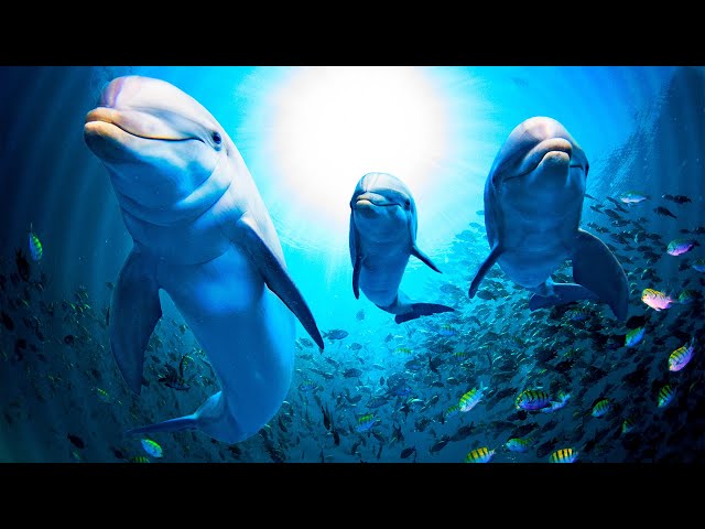 Underwater Relaxation Music. Relax with Dolphins and Whales Songs