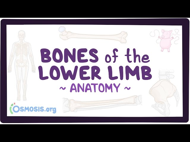 Bones of the lower limb: Anatomy