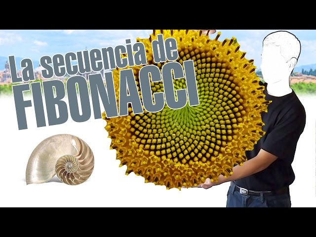 La secuencia de Fibonacci, en 3 minutos. Por explainers tv